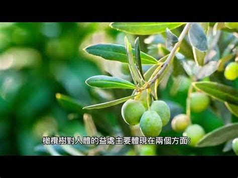 橄欖樹風水|橄欖樹可以在室內種植嗎？